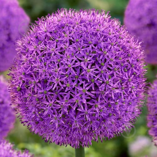 Луковица Яскрава Аллиум Gladiator 3 шт. - фото 1