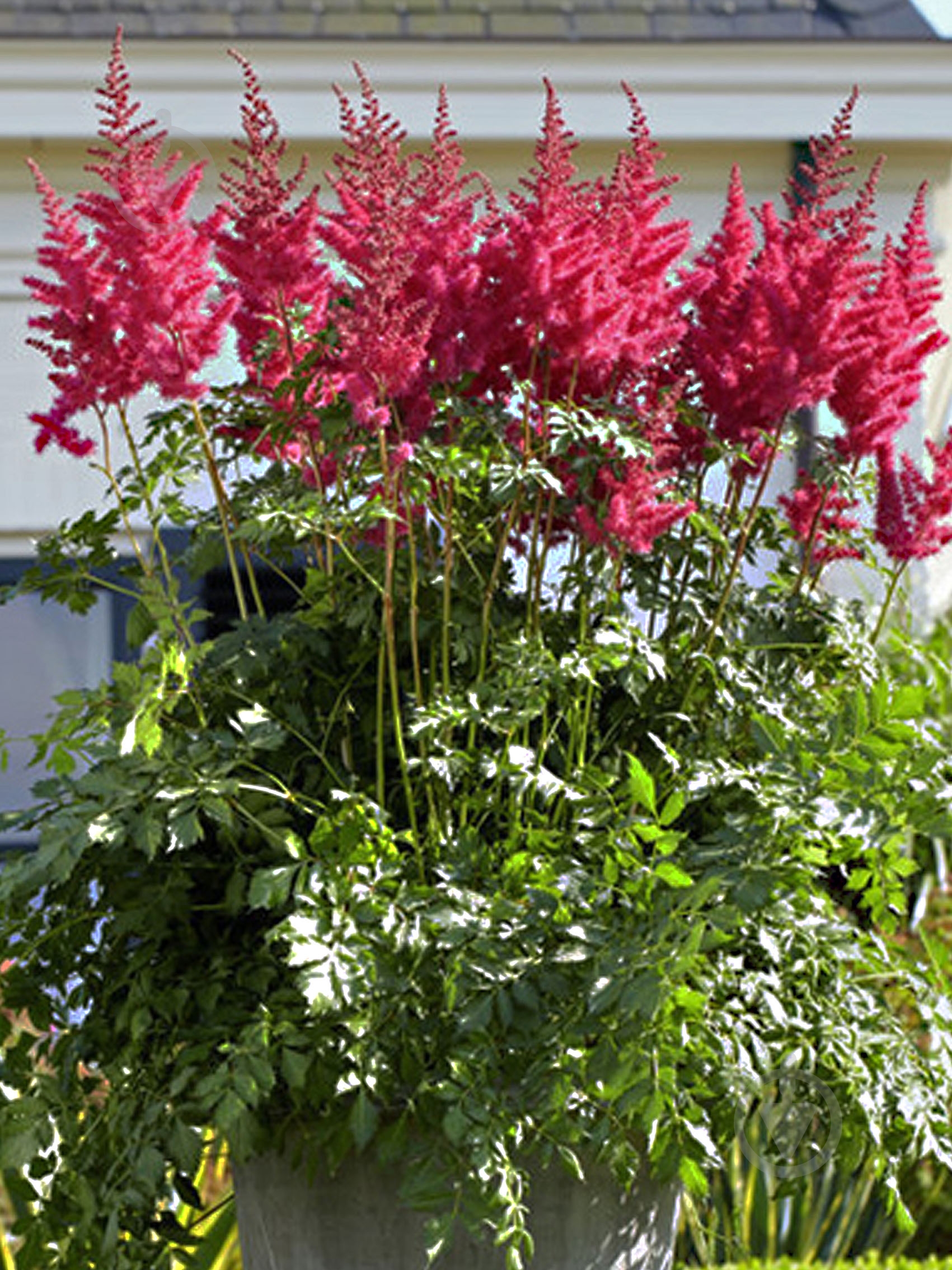 Кореневище астільби Маті Ред Квін 1 шт. - фото 1