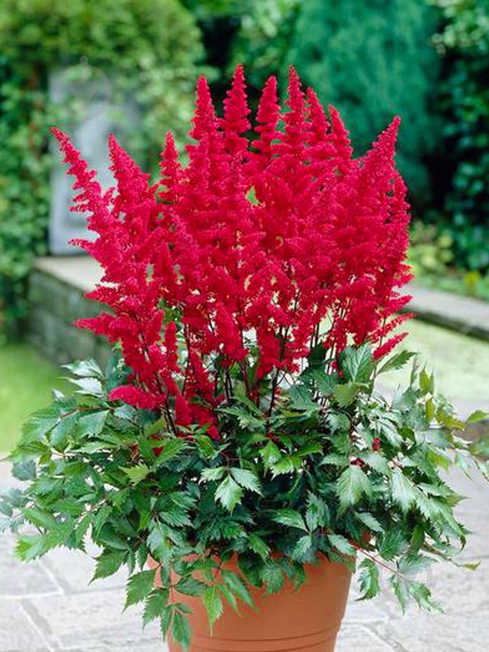 Кореневище астільби Фанал 1 шт. - фото 1