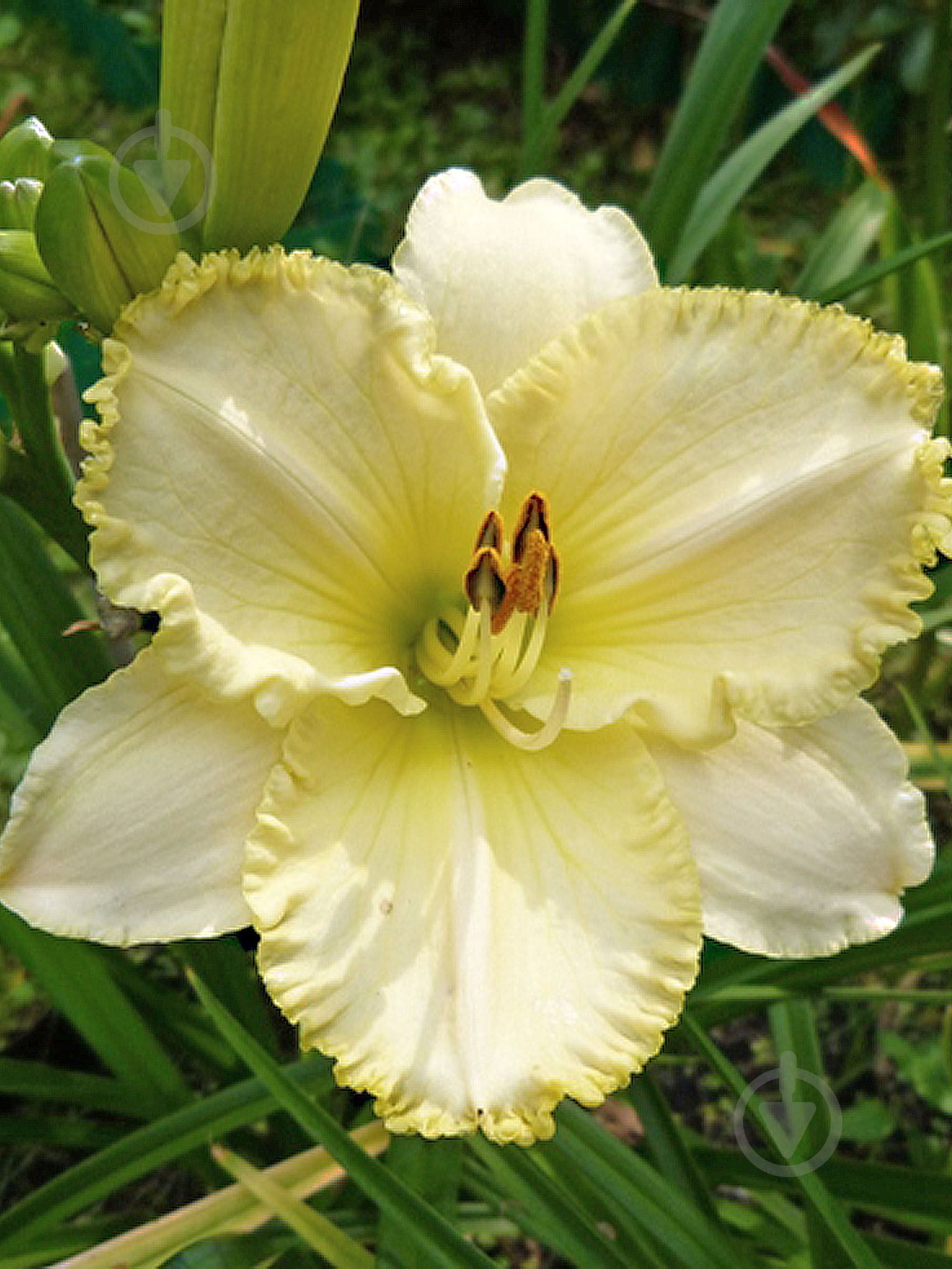 Кореневище лілійника Вілла Ванілла 1 шт. - фото 1