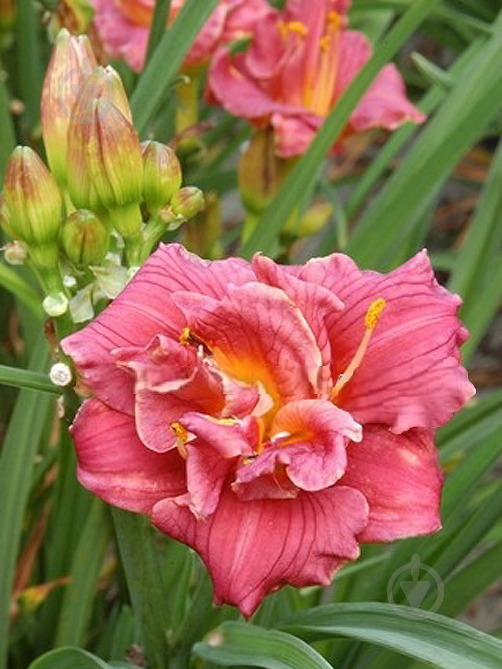 Кореневище лілійника Кют Ес Кен 1 шт. - фото 1