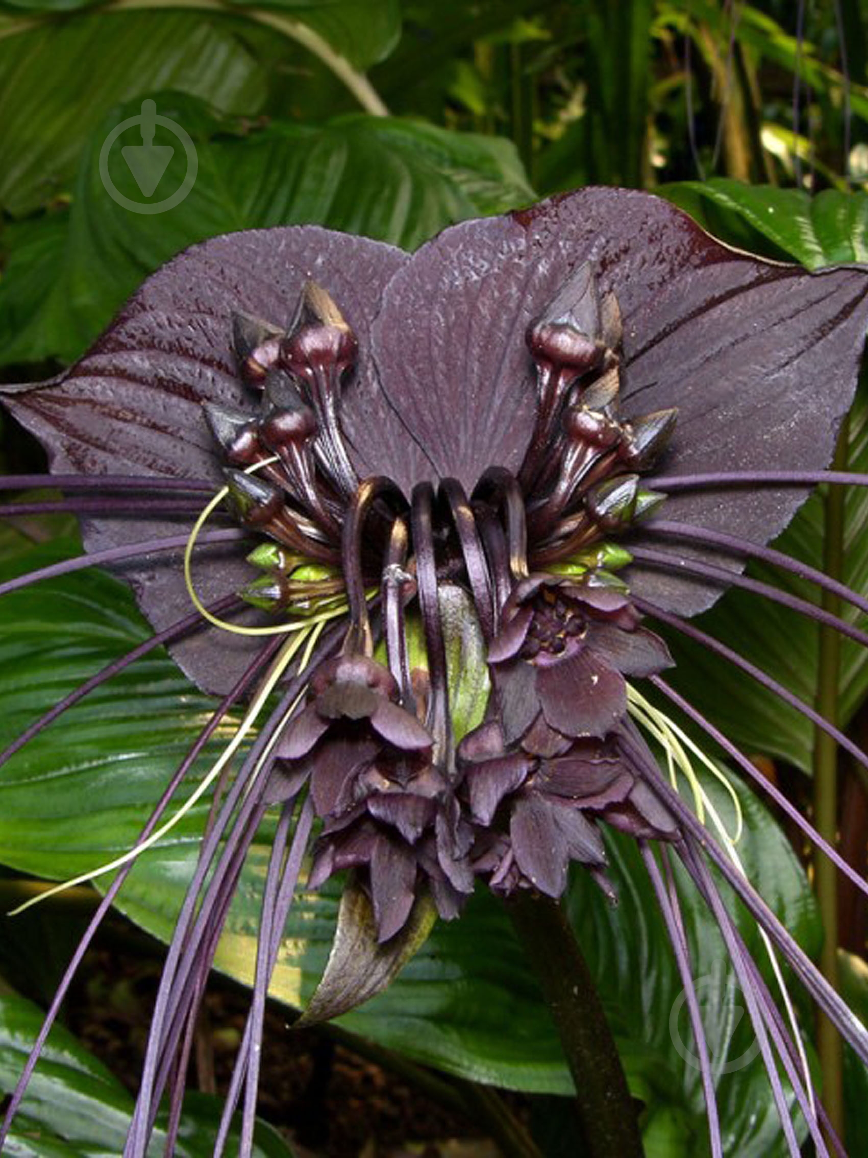 Корневище такки Блэк 1 шт. - фото 1 Корневище такки Блэк 1 шт. - фото 1