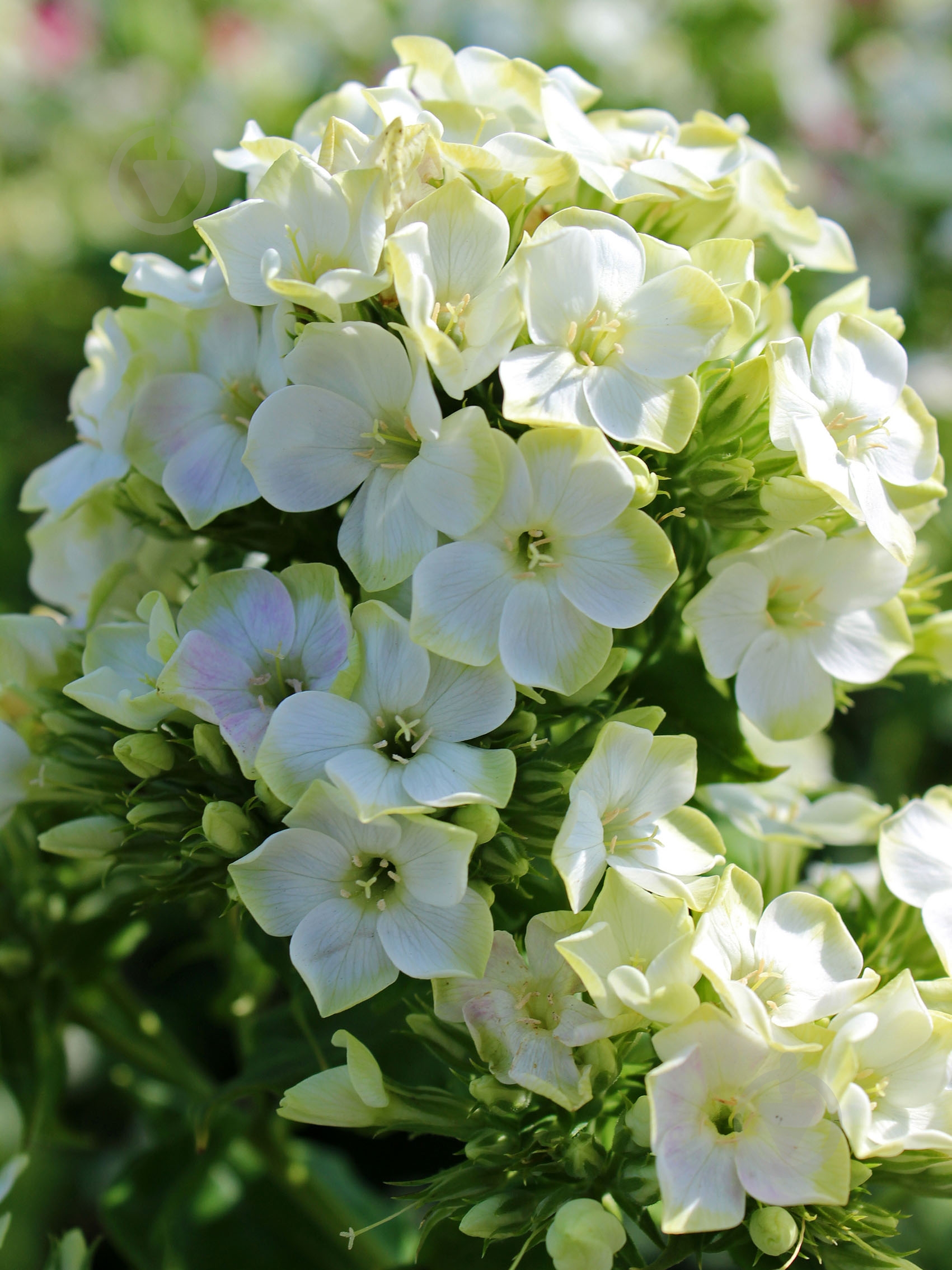 Кореневище флокса Гірн Експектешіонс 1 шт. - фото 1