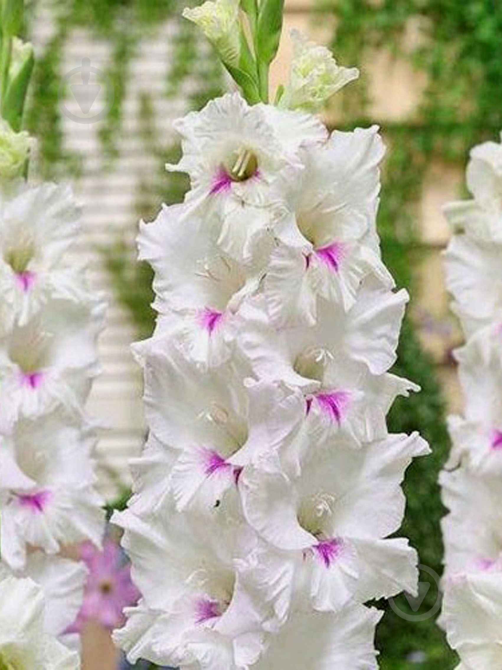 Клубнелуковица гладиолуса Норма Джин 3 шт. - фото 1