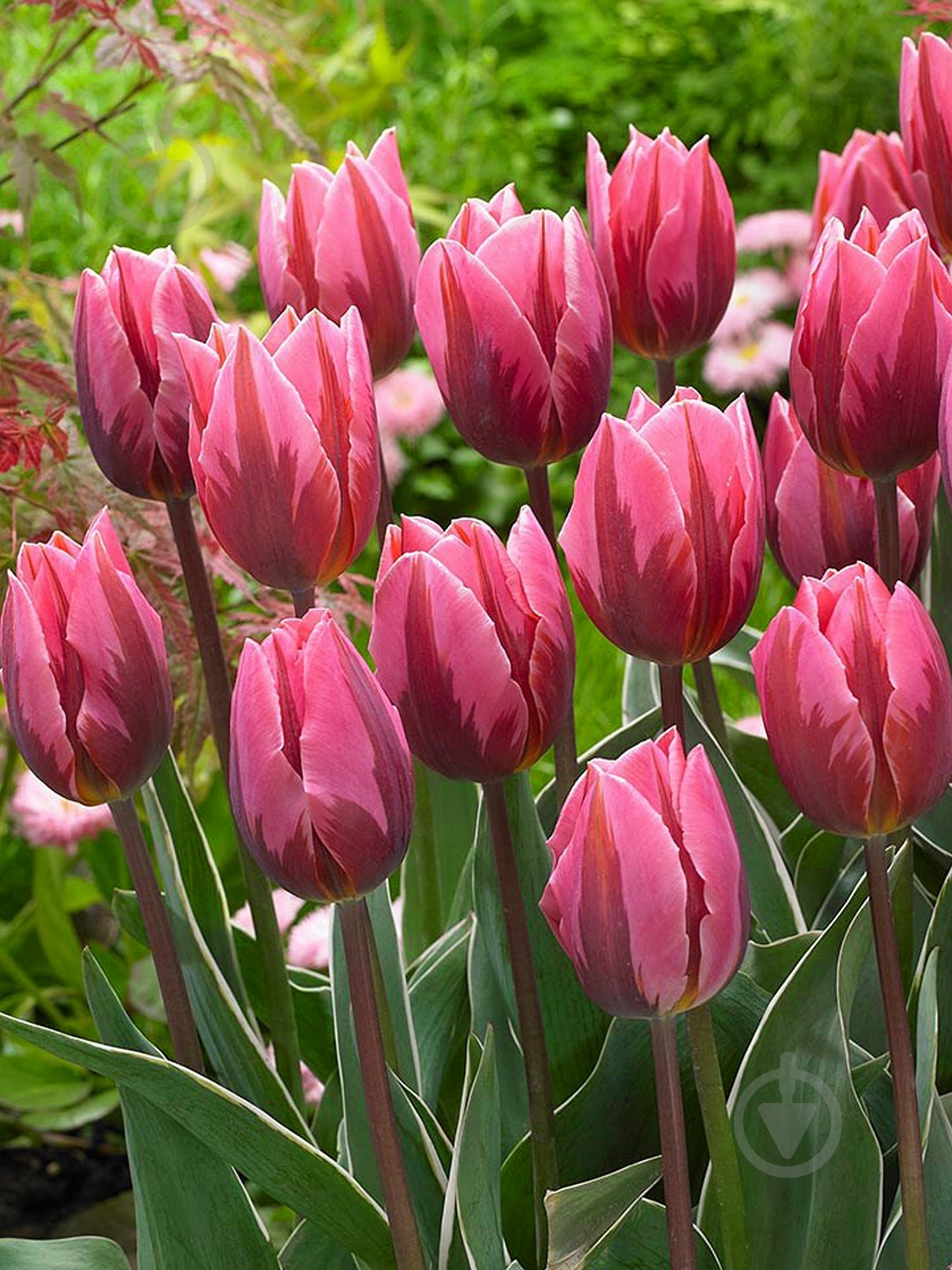 Луковица TUBERBULB Export B.V. тюльпана триумф Прити Принцес 3 шт. - фото 1 Луковица TUBERBULB Export B.V. тюльпана триумф Прити Принцес 3 шт. - фото 1