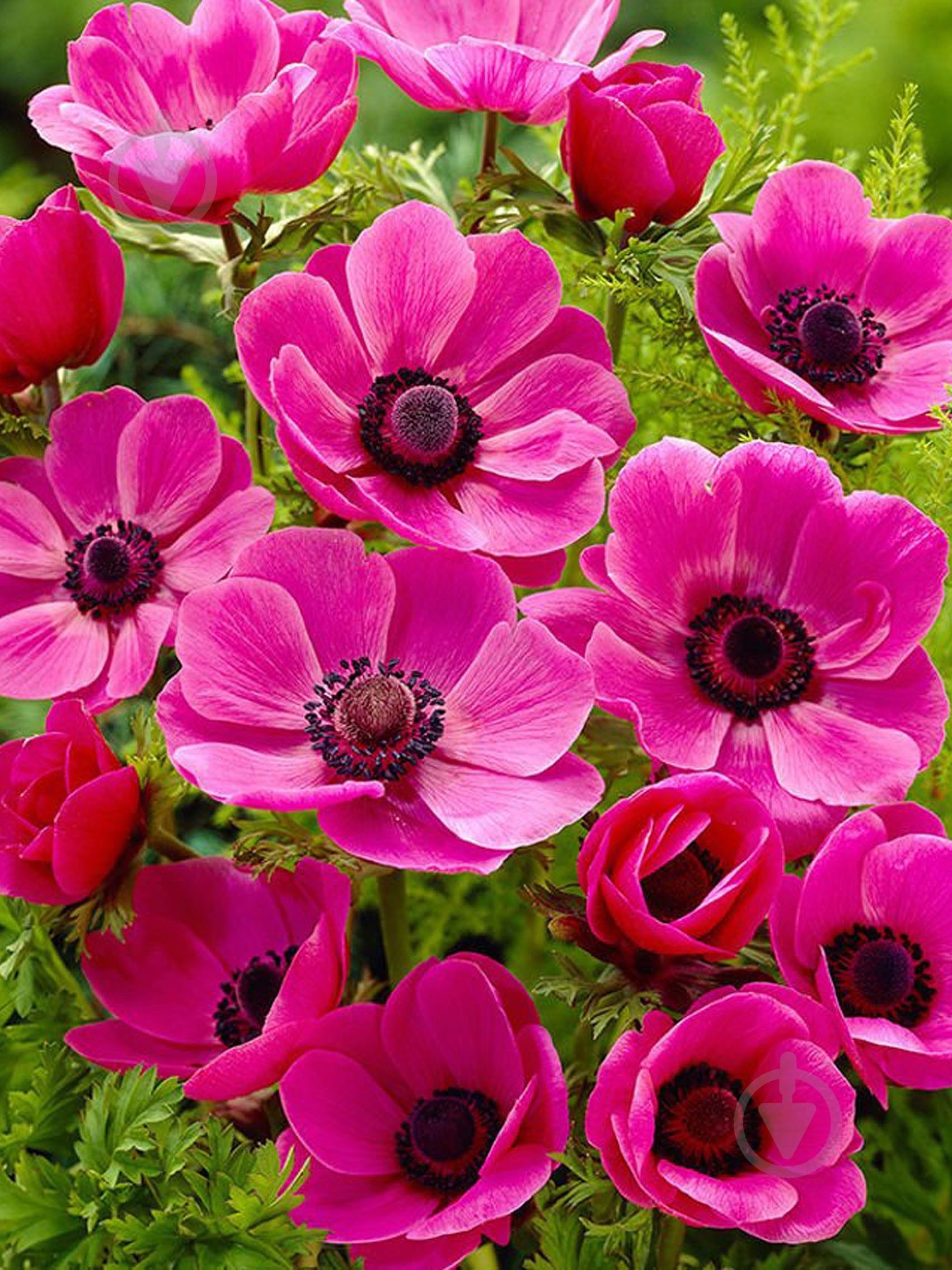 Корнеклубень анемоны Сульфид 5 шт. - фото 1