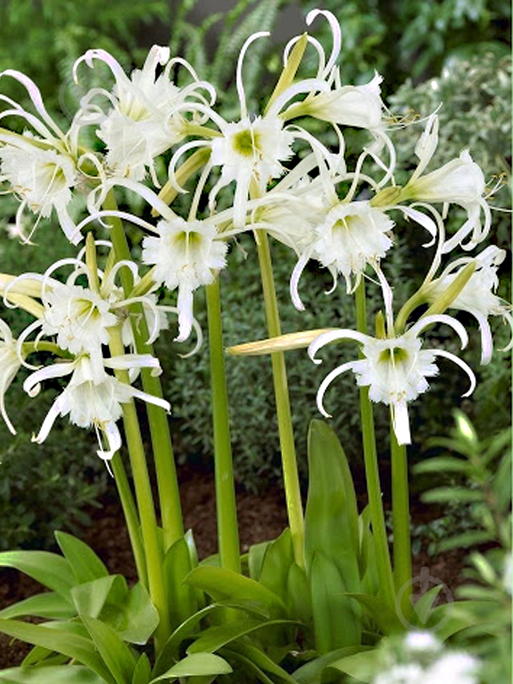 Луковица исмене фесталис 1 шт. - фото 1 Луковица исмене фесталис 1 шт. - фото 1