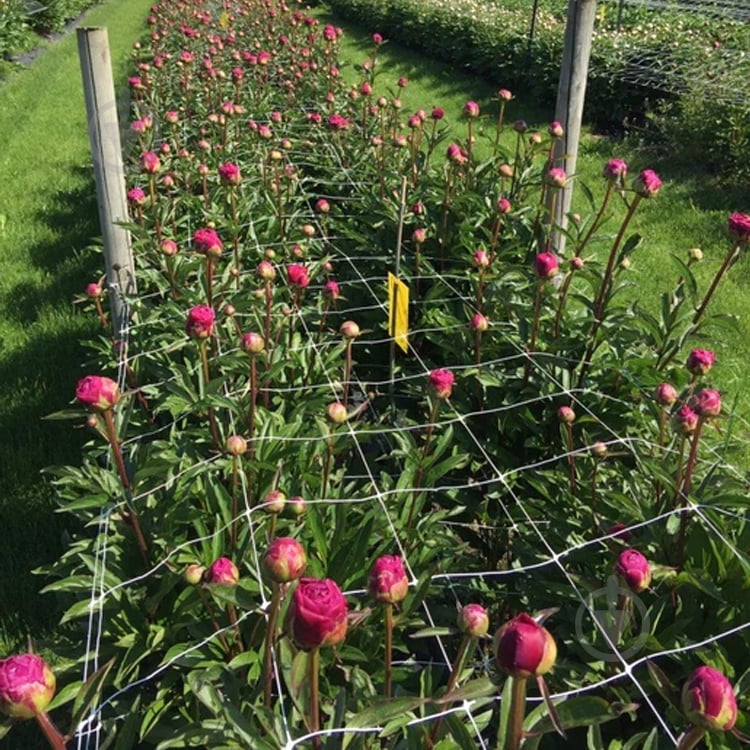 Сітка шпалерна (1,2м х 100м) вічко (10х10) 10,3 г/кв.м - фото 7 Сітка шпалерна (1,2м х 100м) вічко (10х10) 10,3 г/кв.м - фото 7