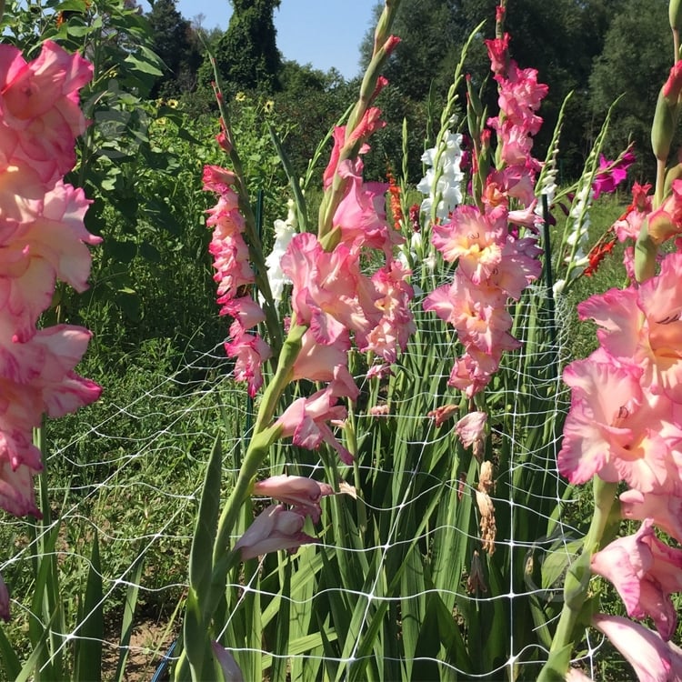 Сітка шпалерна (1,2м х 100м) вічко (10х10) 10,3 г/кв.м - фото 6 Сітка шпалерна (1,2м х 100м) вічко (10х10) 10,3 г/кв.м - фото 6