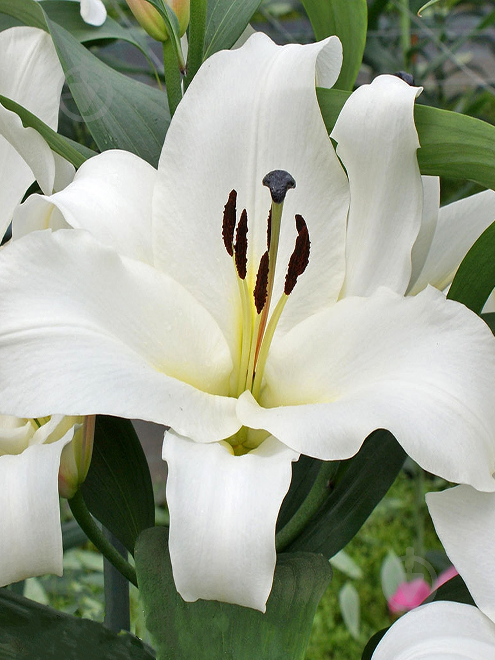 Луковица лилии ОТ Саронно 1 шт. - фото 1 Луковица лилии ОТ Саронно 1 шт. - фото 1