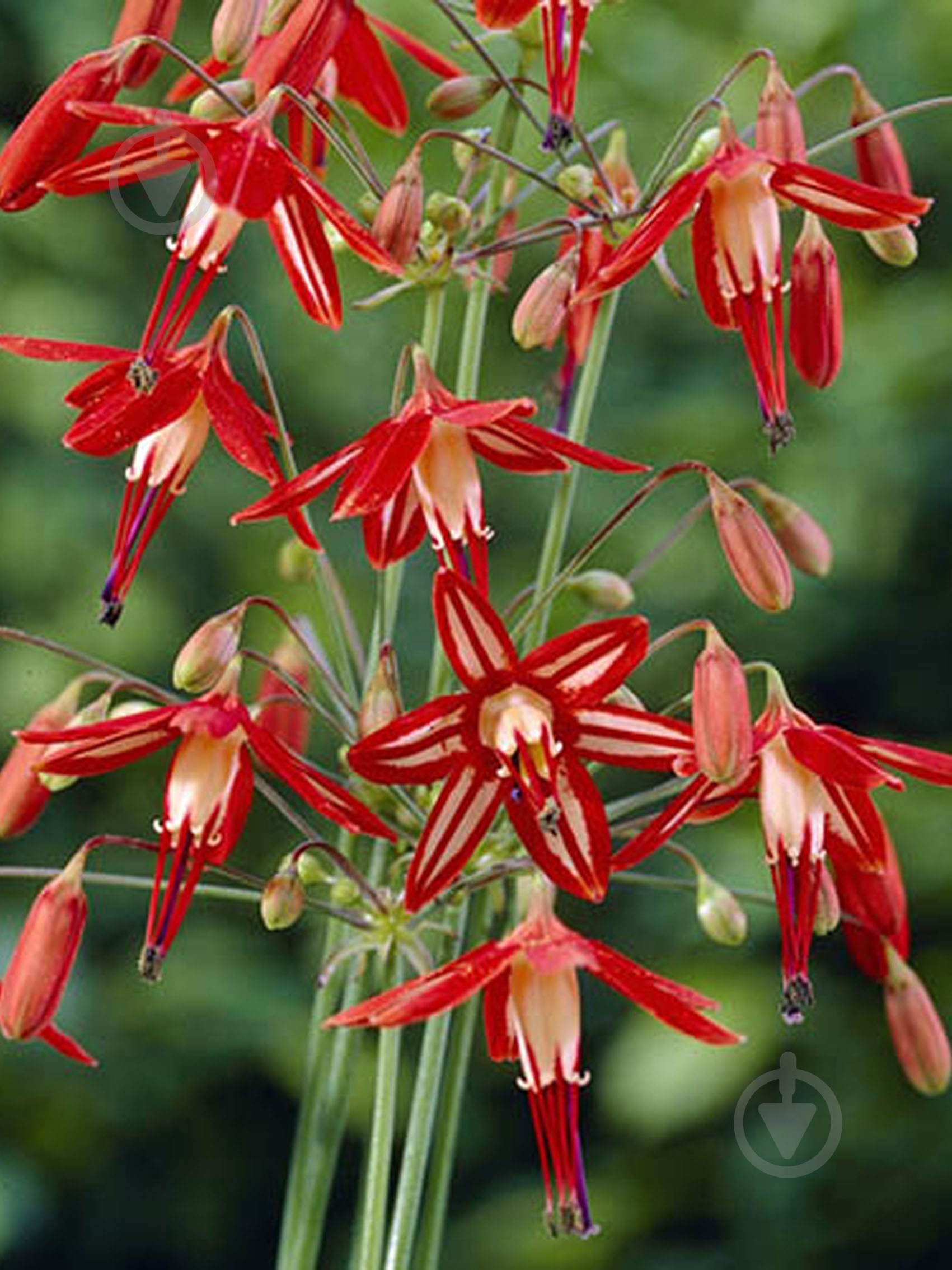 Цибулина бессери елеганс 3 шт. - фото 1