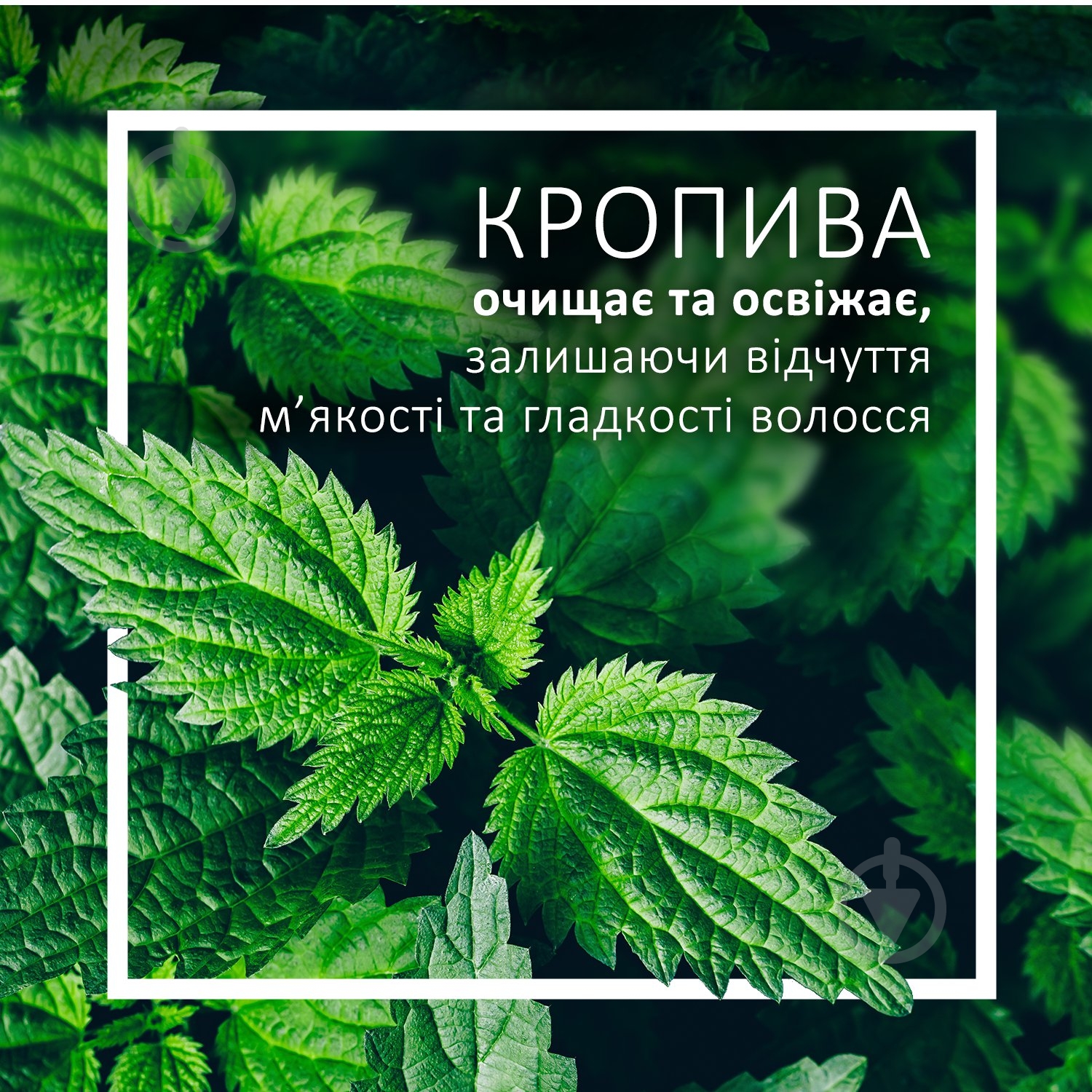 Шампунь Schauma Зеленое Яблоко и Крапива 400 мл - фото 5 Шампунь Schauma Зеленое Яблоко и Крапива 400 мл - фото 5