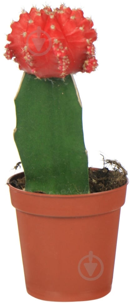 Растение комнатное гимнокалициум ø5,5 h20 - фото 1
