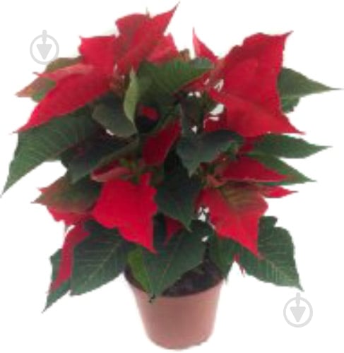 Растение Пуансеттия 12 - фото 1 Растение Пуансеттия 12 - фото 1