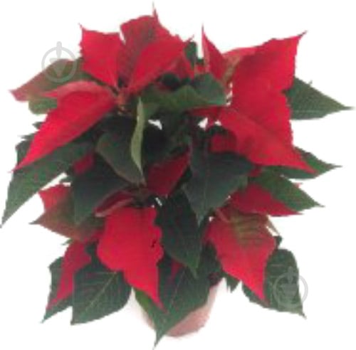 Растение Пуансеттия 12 - фото 2 Растение Пуансеттия 12 - фото 2