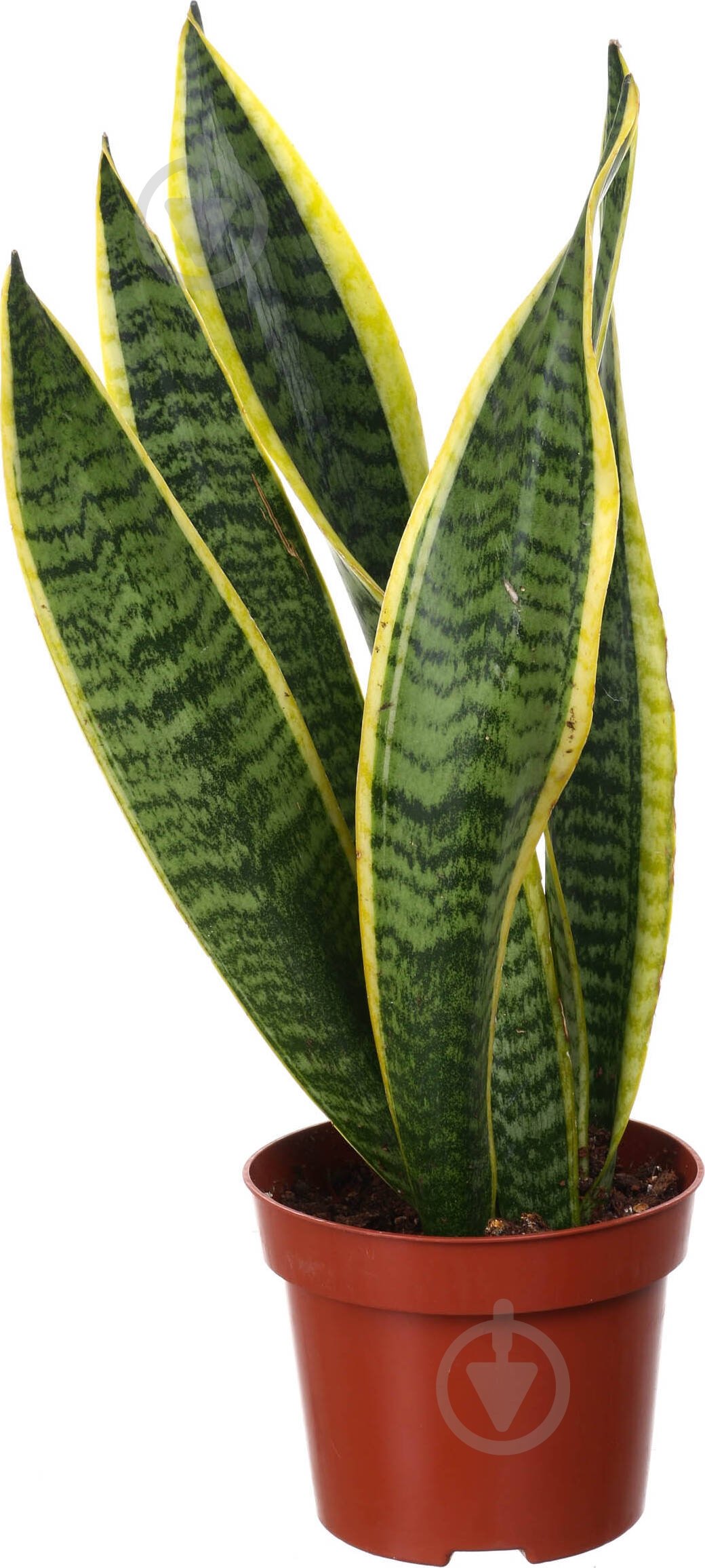 Растение комнатное Сансевиерия Лауренти 12x55 см - фото 1 Растение комнатное Сансевиерия Лауренти 12x55 см - фото 1