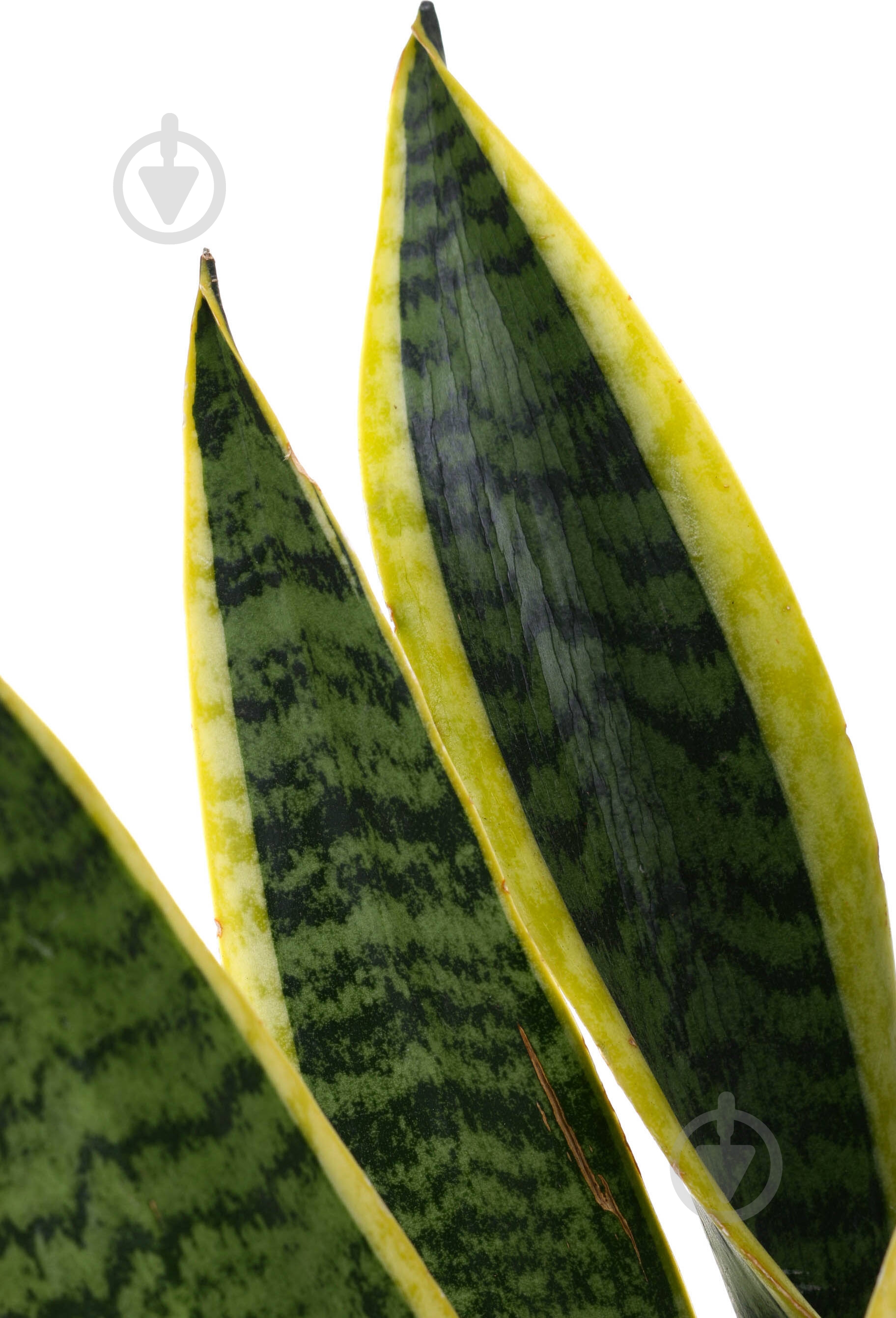 Растение комнатное Сансевиерия Лауренти 12x55 см - фото 2 Растение комнатное Сансевиерия Лауренти 12x55 см - фото 2