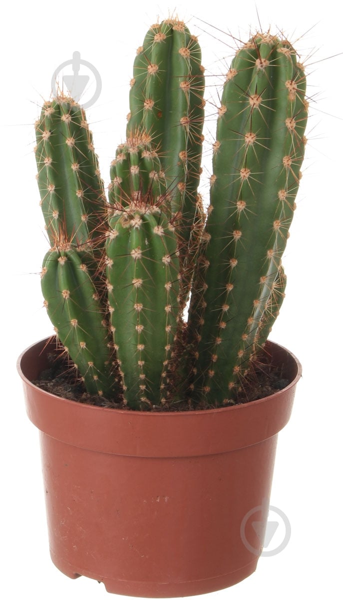 Растение Кактус 13х30 см - фото 1 Растение Кактус 13х30 см - фото 1