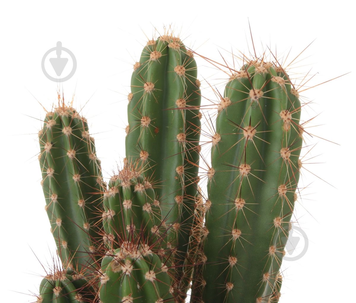 Растение Кактус 13х30 см - фото 2 Растение Кактус 13х30 см - фото 2