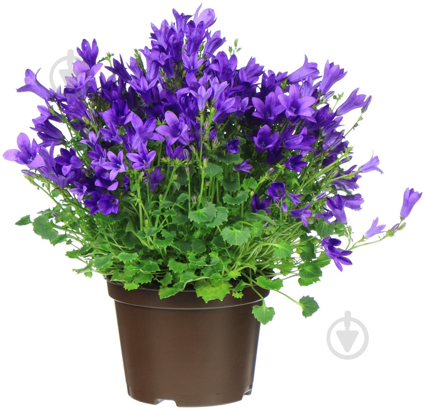 Растение комнатное кампанула ø10,5 h20 - фото 1