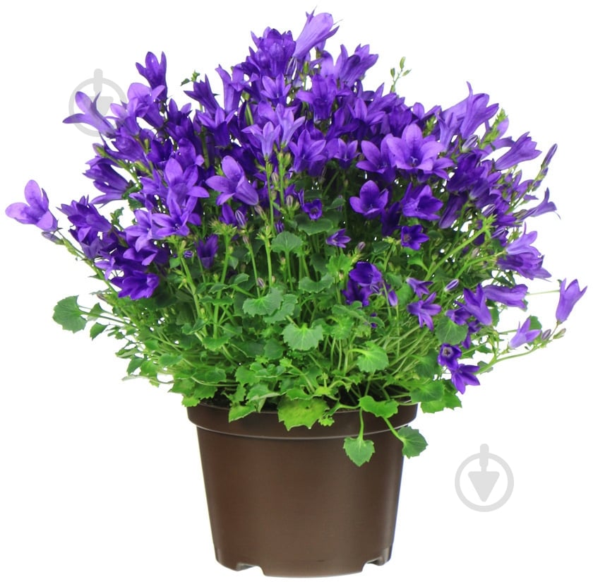 Растение комнатное кампанула ø10,5 h20 - фото 2