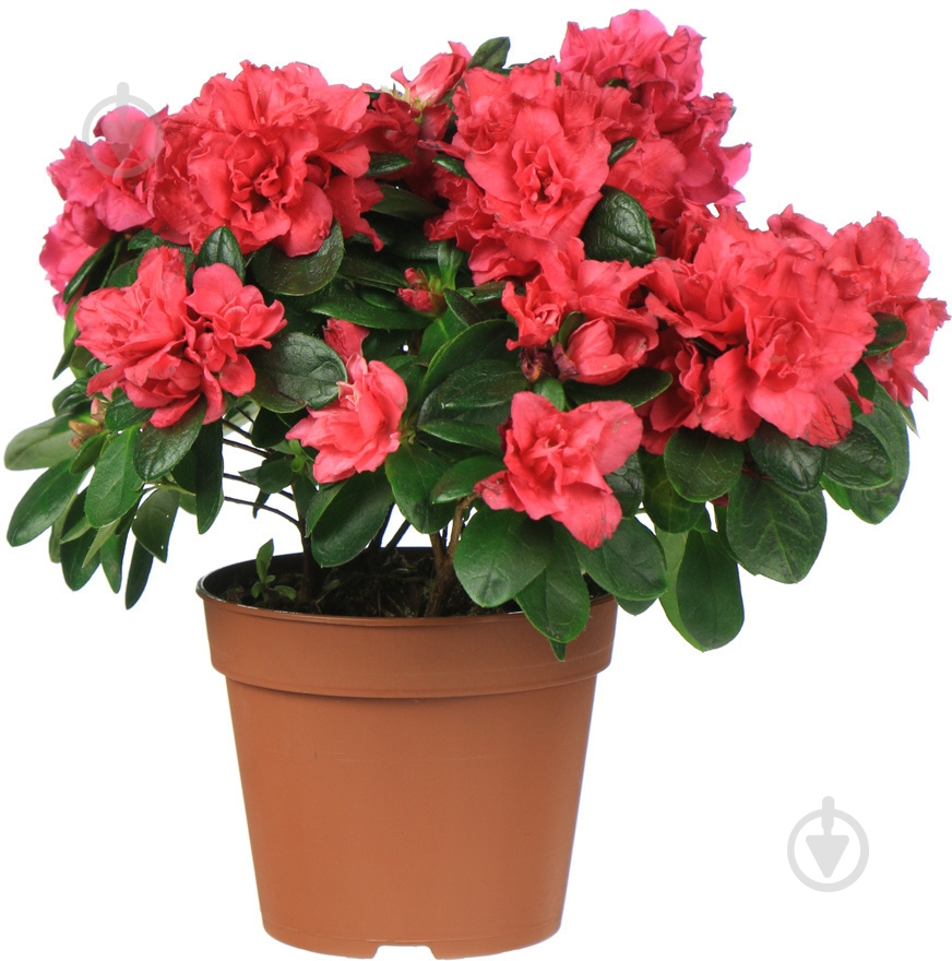 Растение комнатное азалия ø12 h17 - фото 1
