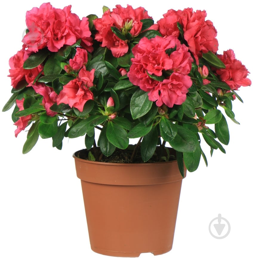 Растение комнатное азалия ø12 h17 - фото 2