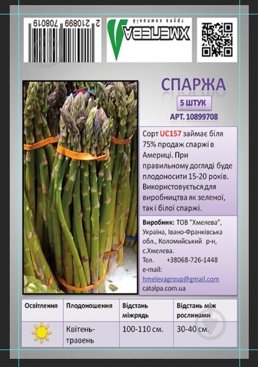 Саженец корневище спаржи 5 шт. - фото 2