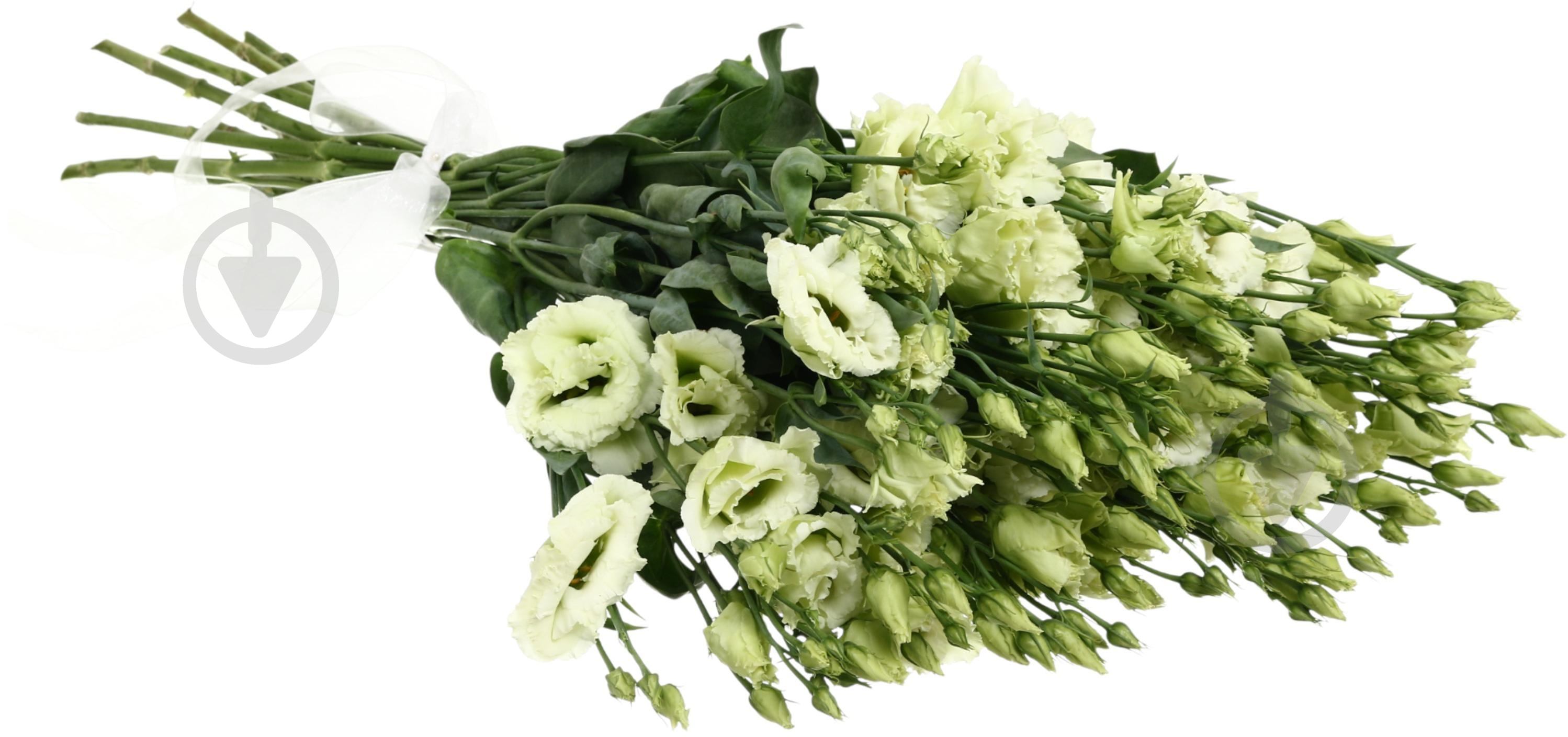 Эустома Alissa Green зеленая (Нидерланды) - фото 3 Эустома Alissa Green зеленая (Нидерланды) - фото 3