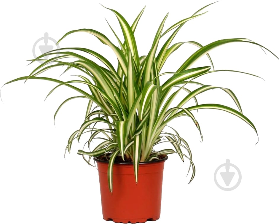 Рослина хлорофітум d21 - фото 1