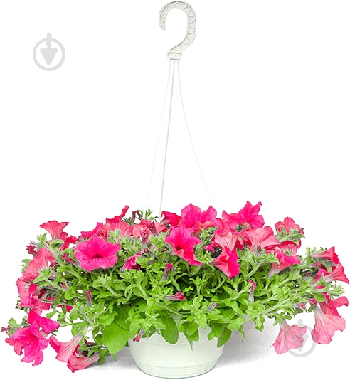 Рослина Сурфінія d9 - фото 2