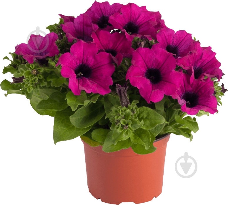 Рослина Сурфінія d9 - фото 1