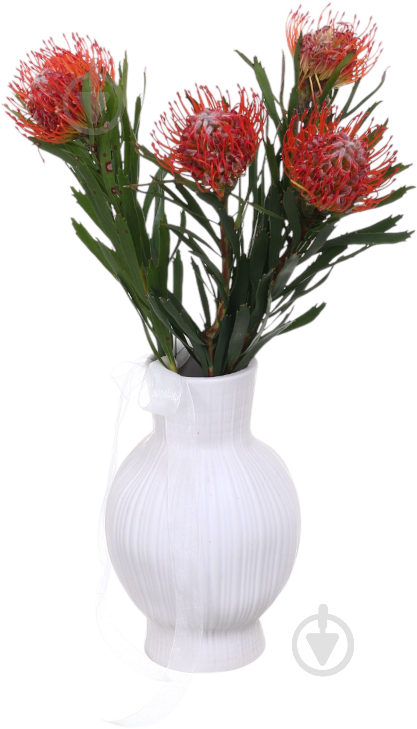 Леукоспермум Tango красный (Нидерланды) - фото 2