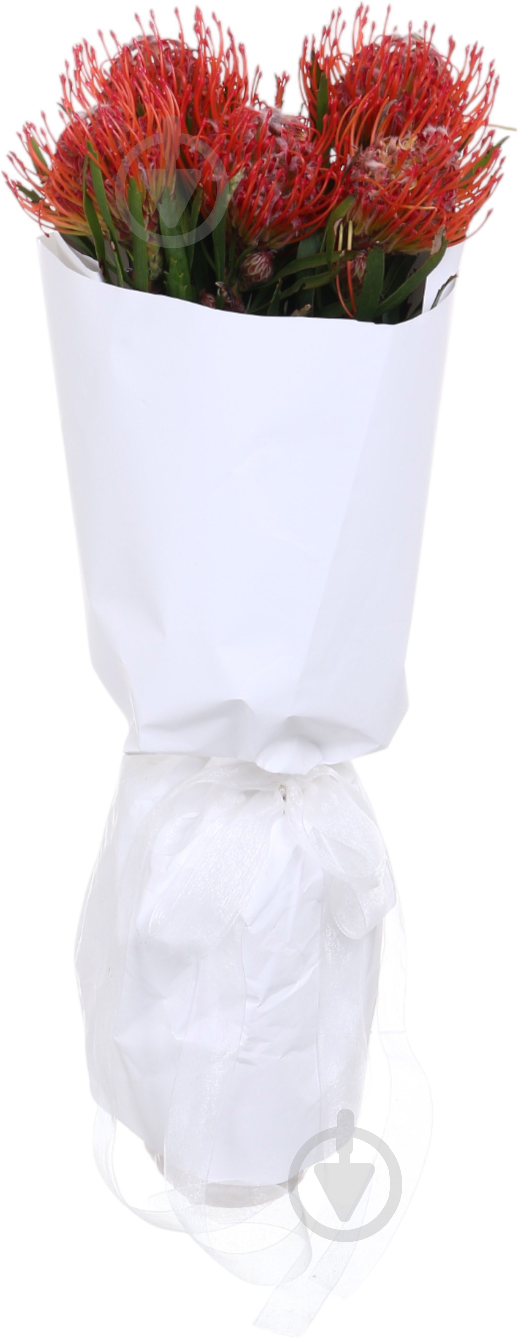 Леукоспермум Tango красный (Нидерланды) - фото 3