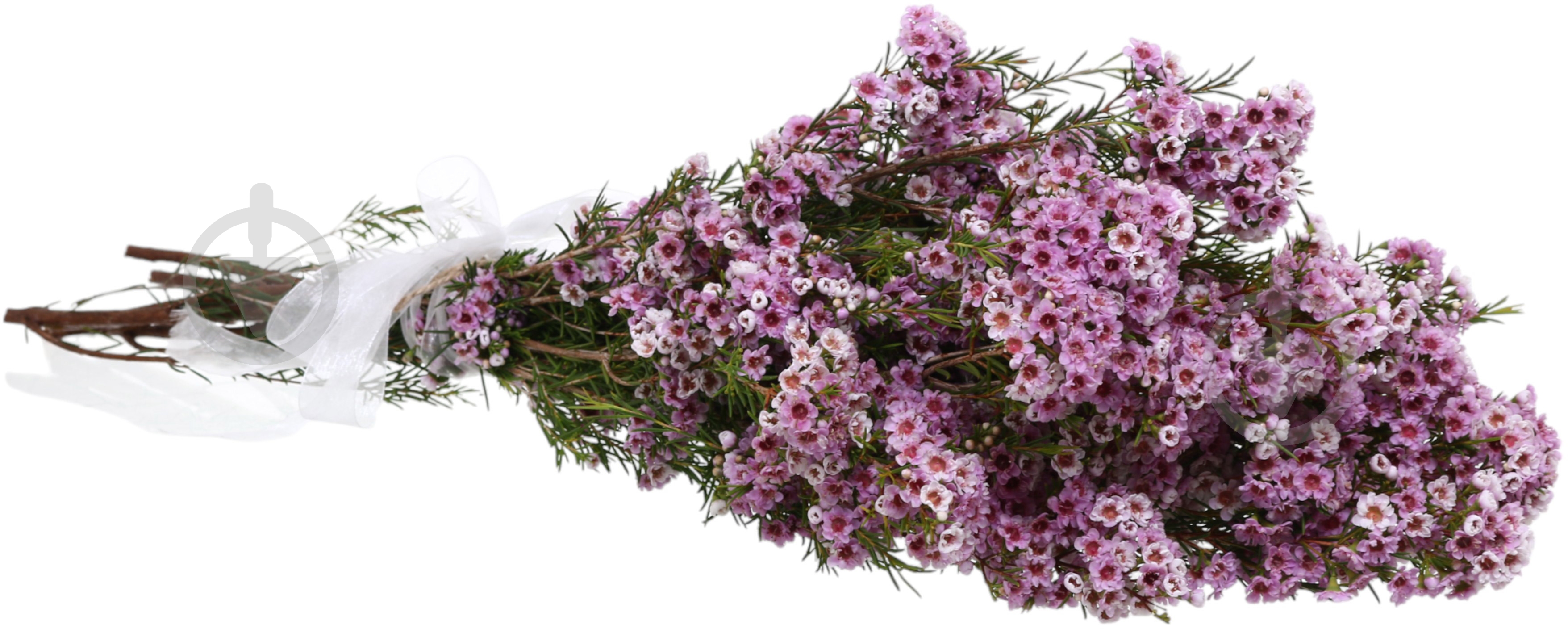 Хамелациум Adi розовый (Нидерланды) - фото 2