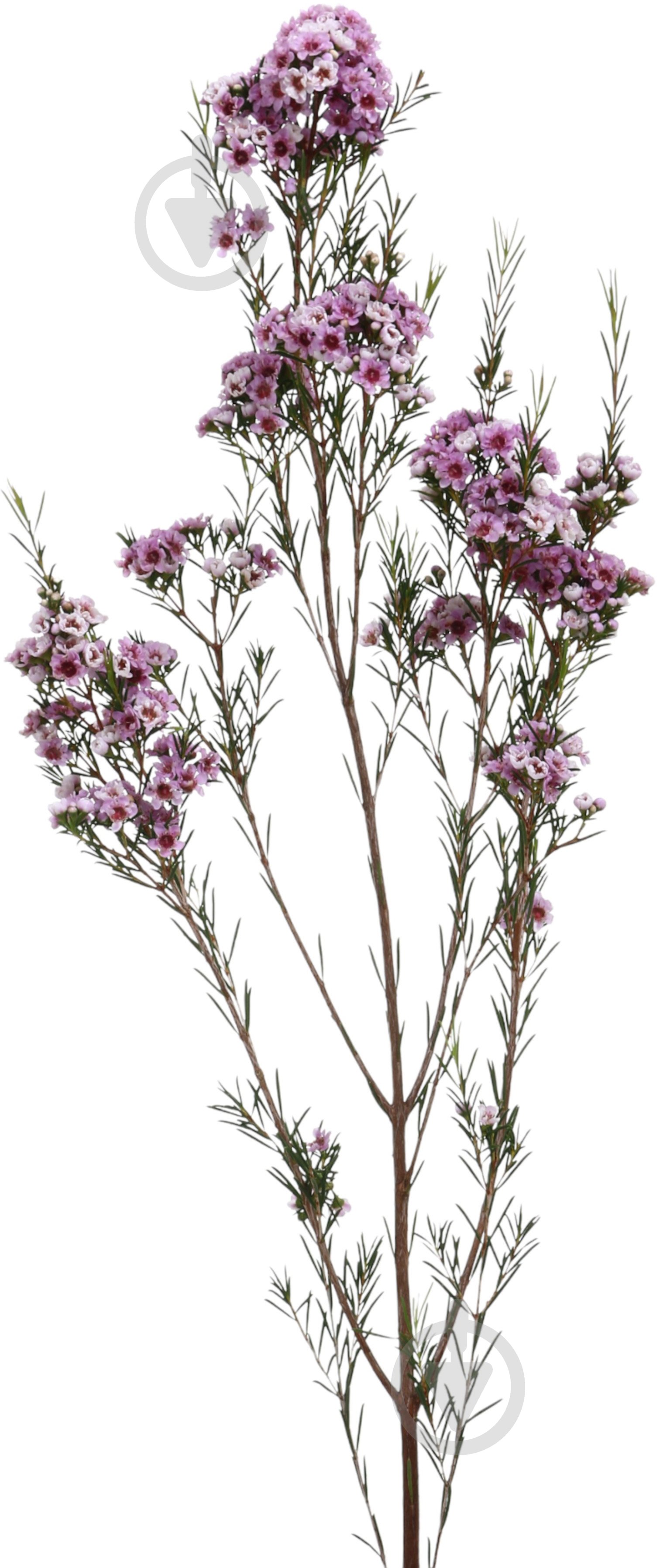 Хамелациум Adi розовый (Нидерланды) - фото 1