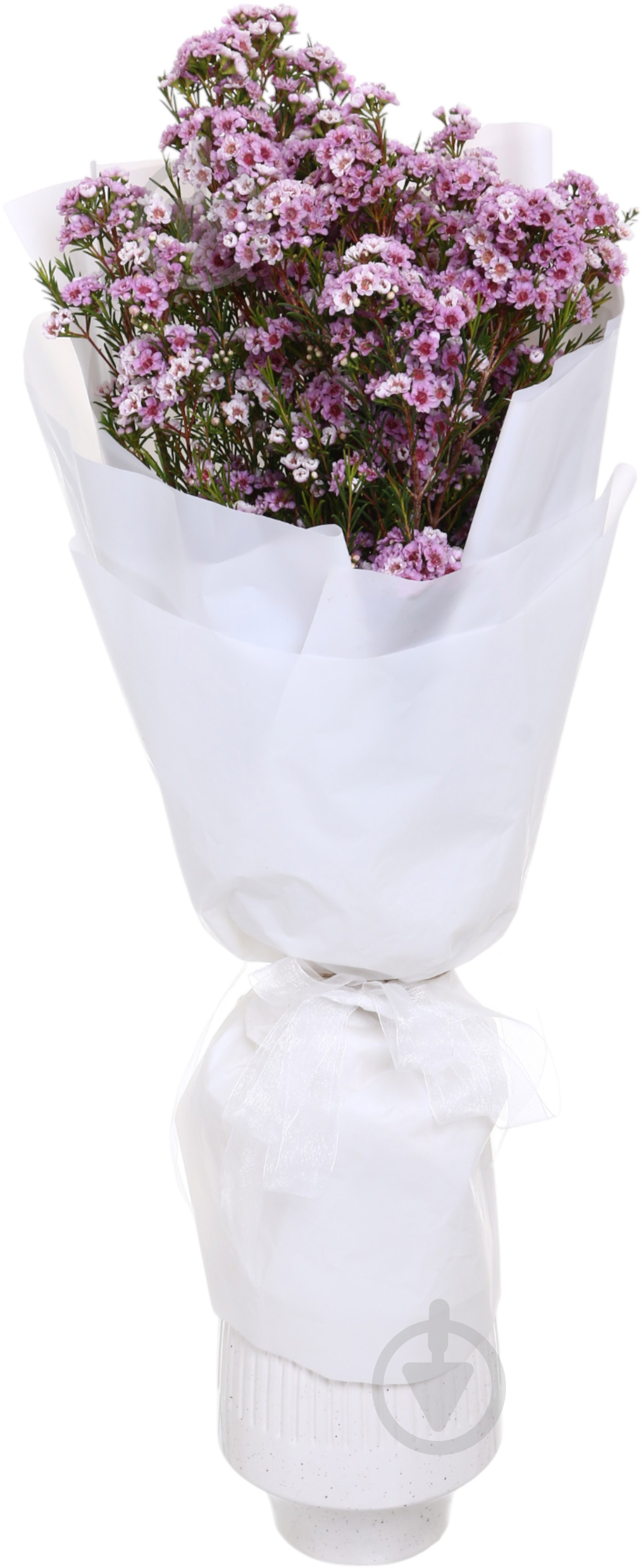 Хамелациум Adi розовый (Нидерланды) - фото 4