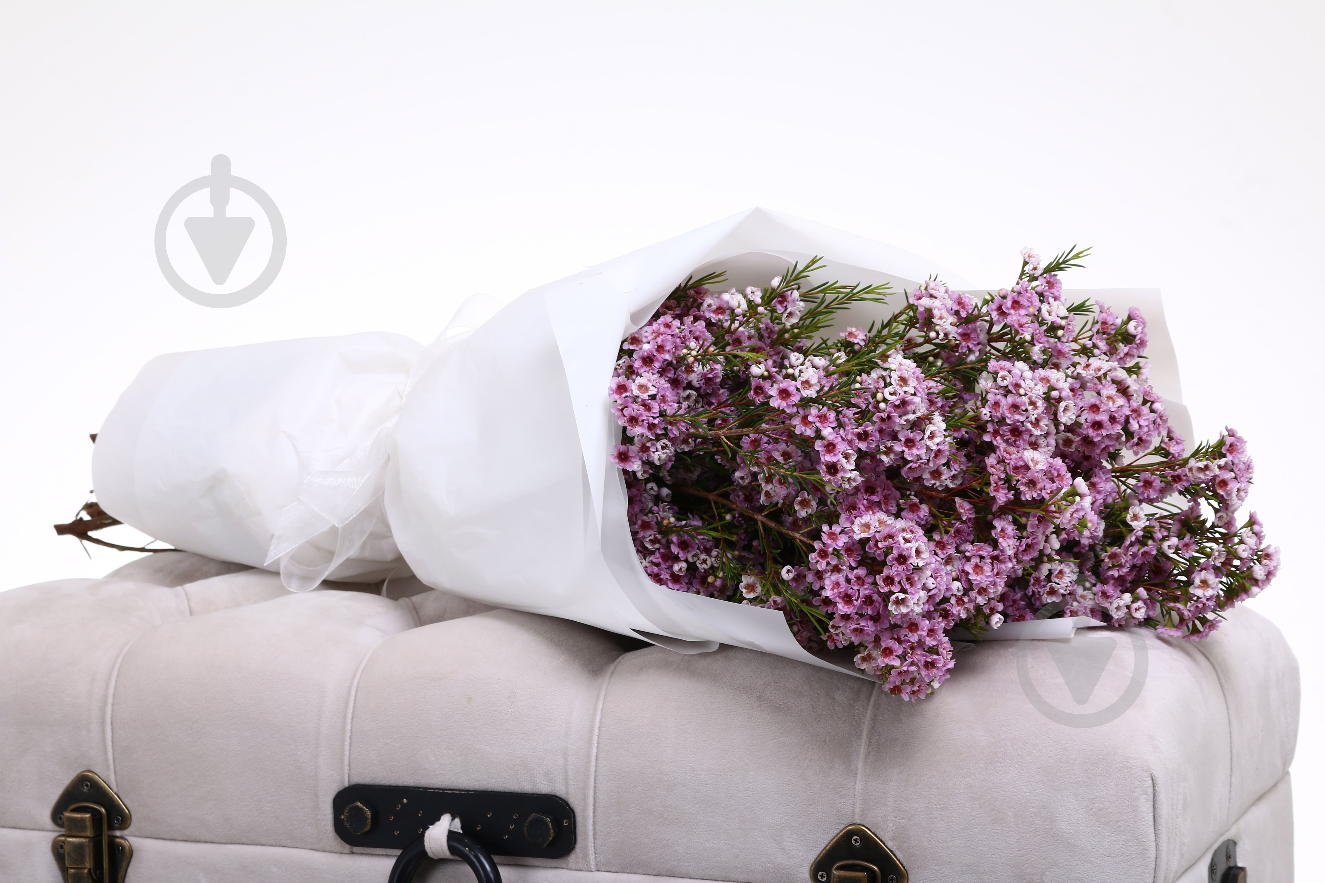 Хамелациум Adi розовый (Нидерланды) - фото 5