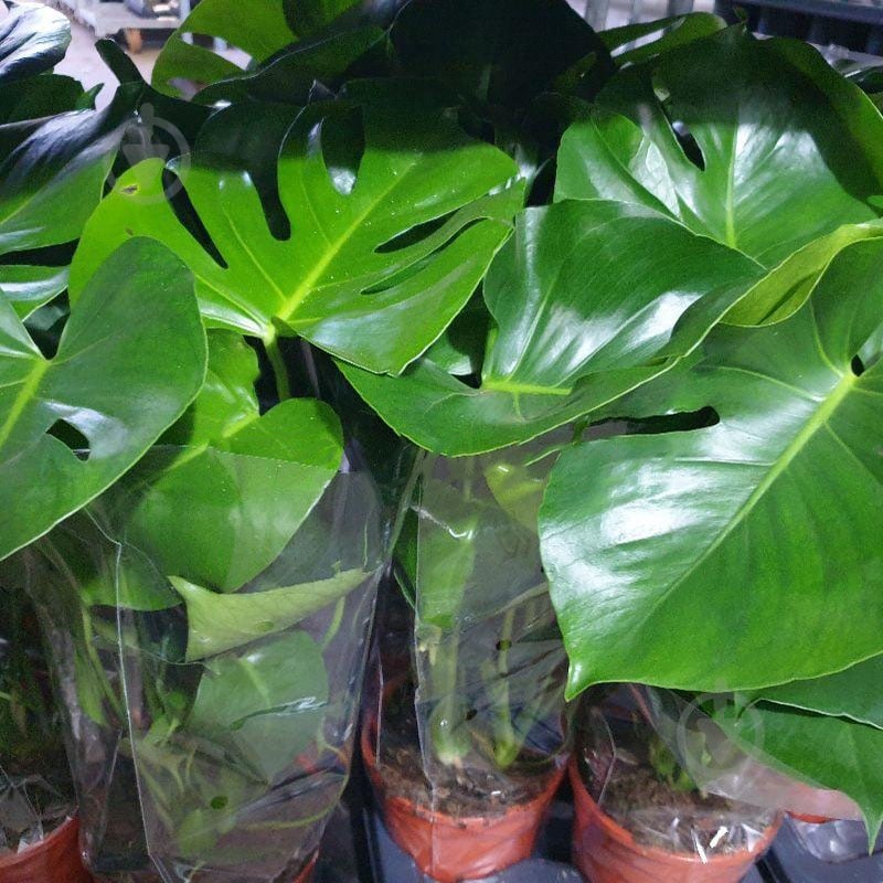 Растение Монстера 17х60 Deliciosa - фото 1 Растение Монстера 17х60 Deliciosa - фото 1