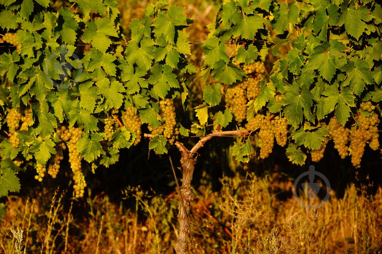 Вино Chateau Chizay Muskotaly 750 мл - фото 8 Вино Chateau Chizay Muskotaly 750 мл - фото 8