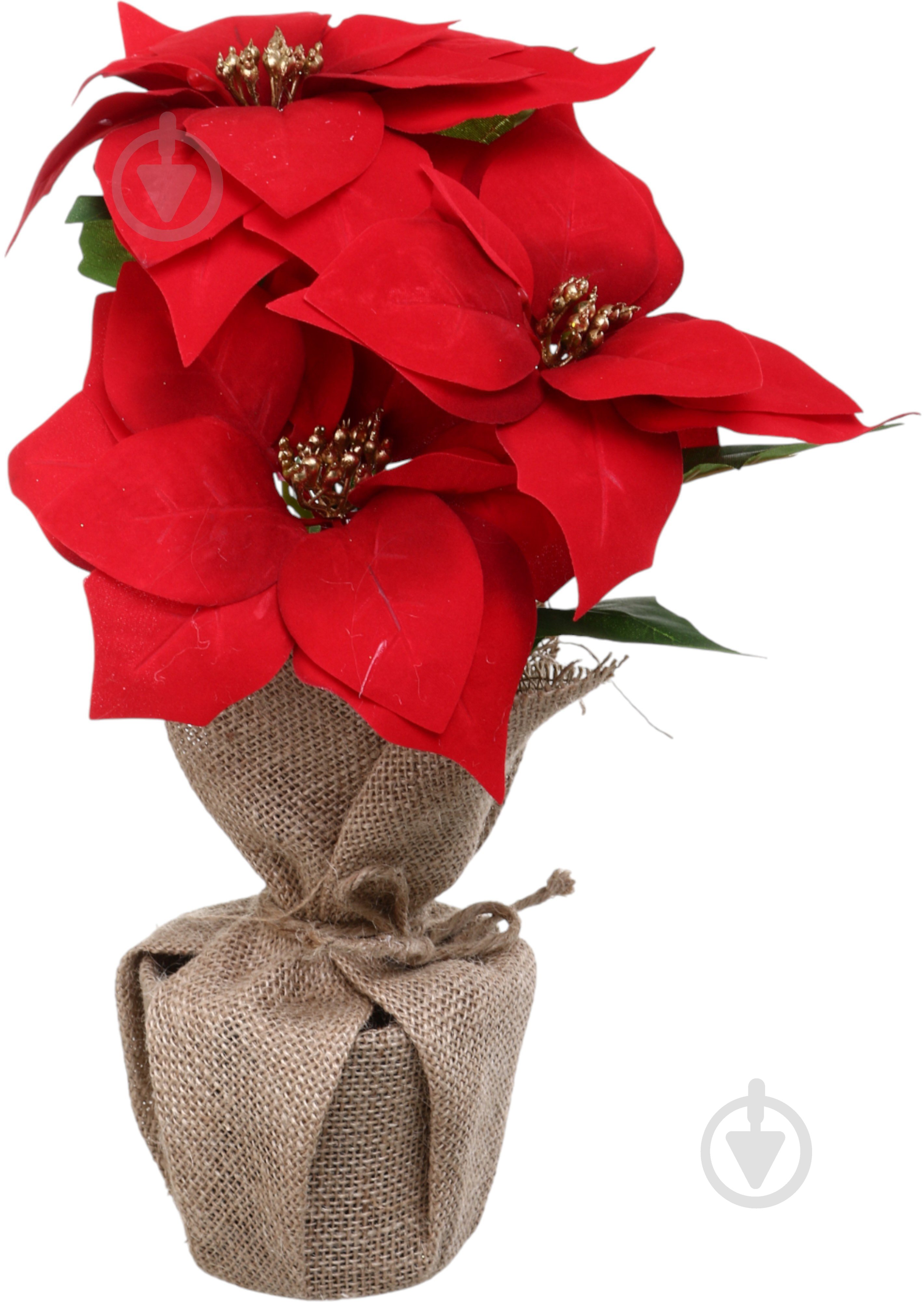 Растение искусственное пуансетия в льняном мешочке красный 11х32 см Sensio - фото 1 Растение искусственное пуансетия в льняном мешочке красный 11х32 см Sensio - фото 1