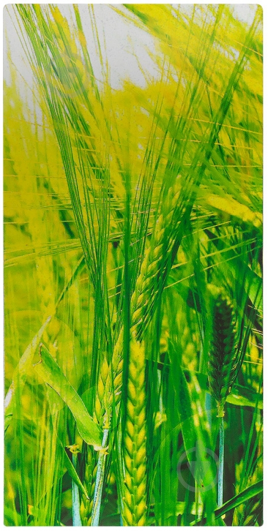 Картина модульная 3 части Пшеничное поле 90x50 см Eclipse МК011 - фото 4