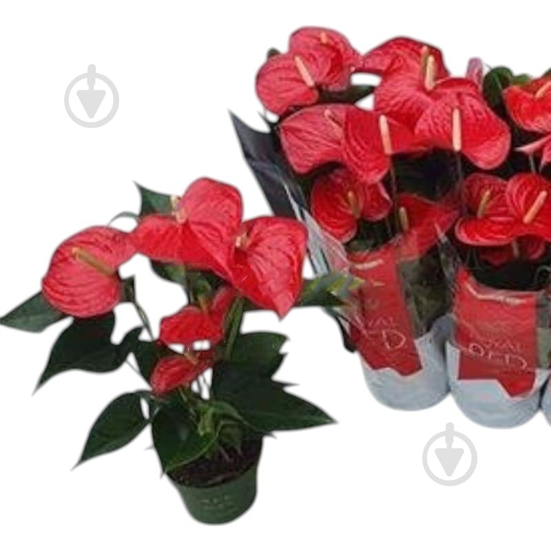 Растение Антуриум 12х45-50 красный Querida - фото 1