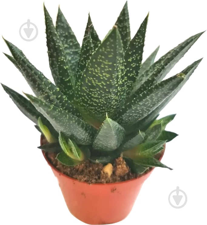 Суккулент Гастерия 8х15 Due - фото 1