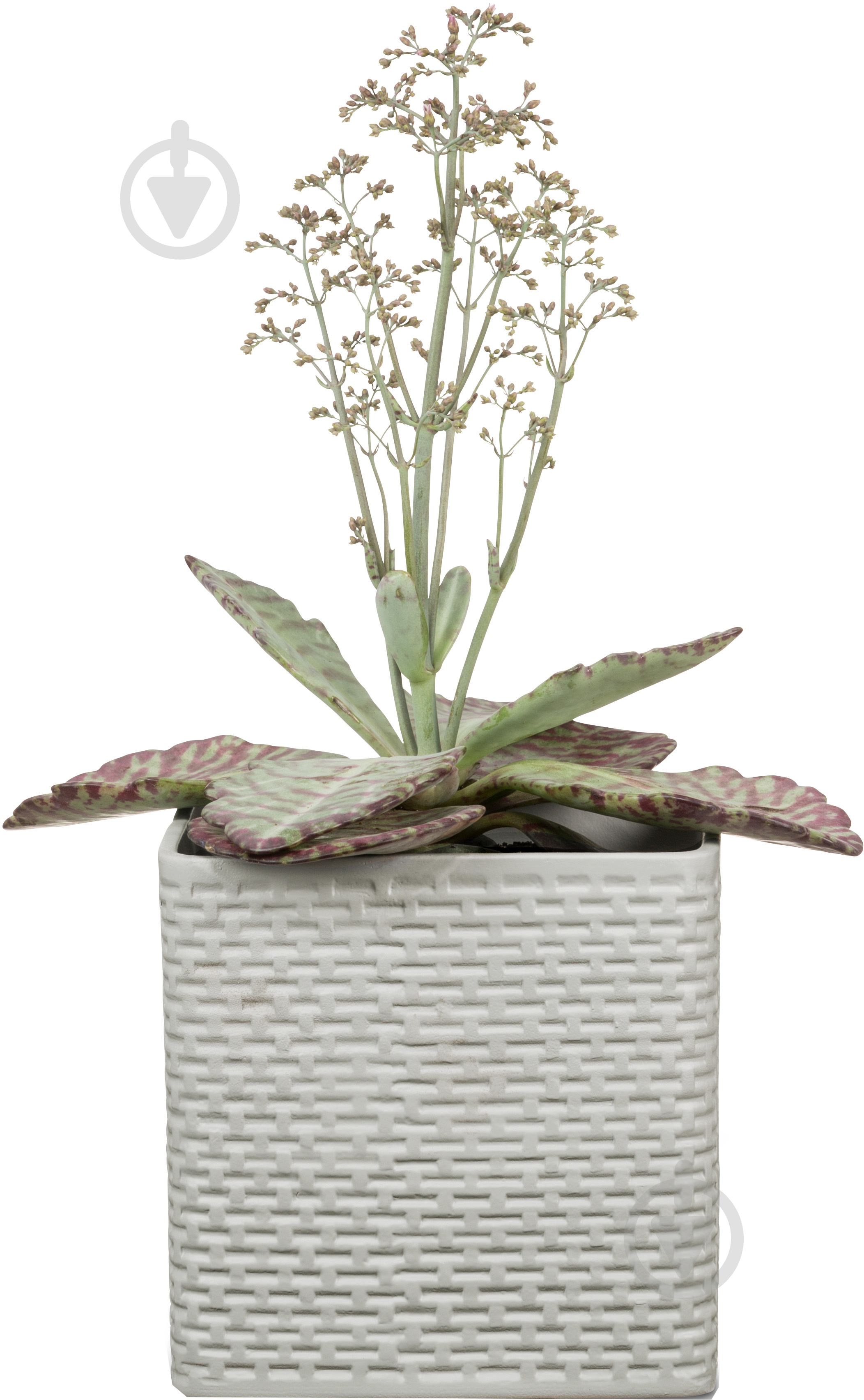 Кашпо керамічне Scheurich Modern Cube квадратний 1,5 л білий - фото 2 Кашпо керамічне Scheurich Modern Cube квадратний 1,5 л білий - фото 2