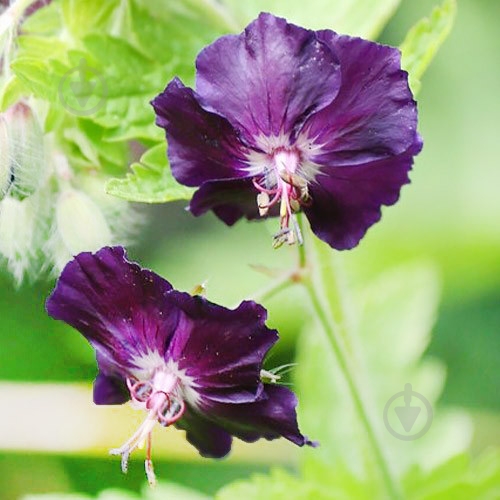 Растение Герань темная Raven С3 - фото 2