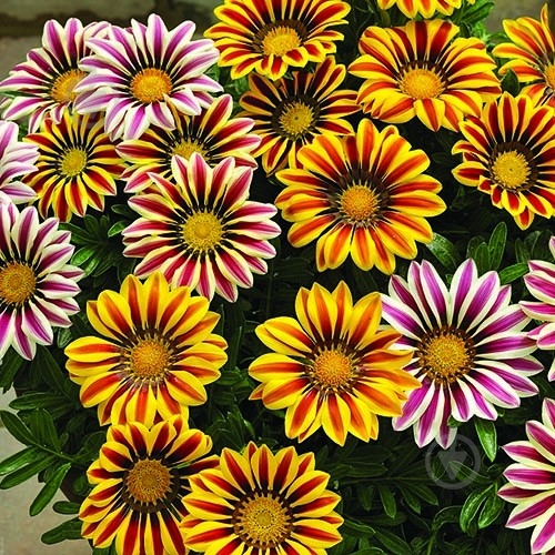 Растение Газания С3 - фото 3