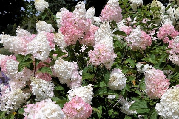 Растение Гортензия метловидная Grandiflora С3 - фото 3