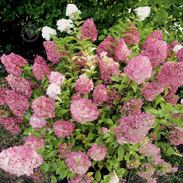 Рослина Гортензія мітлоподібна С3 - фото 3