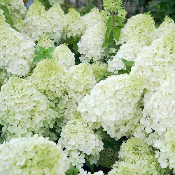Рослина Гортензія мітлоподібна С3 - фото 2